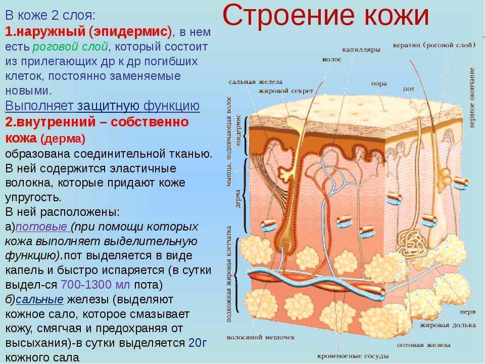 Соотнеси структуры и слои кожи с номерами под которыми они обозначены на рисунке