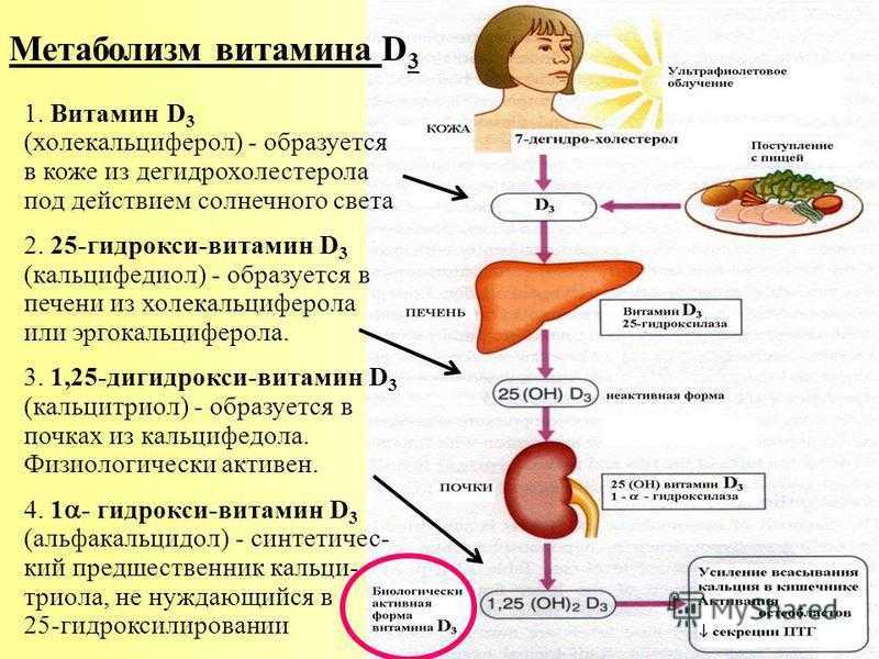 Обмен витамина д в организме схема