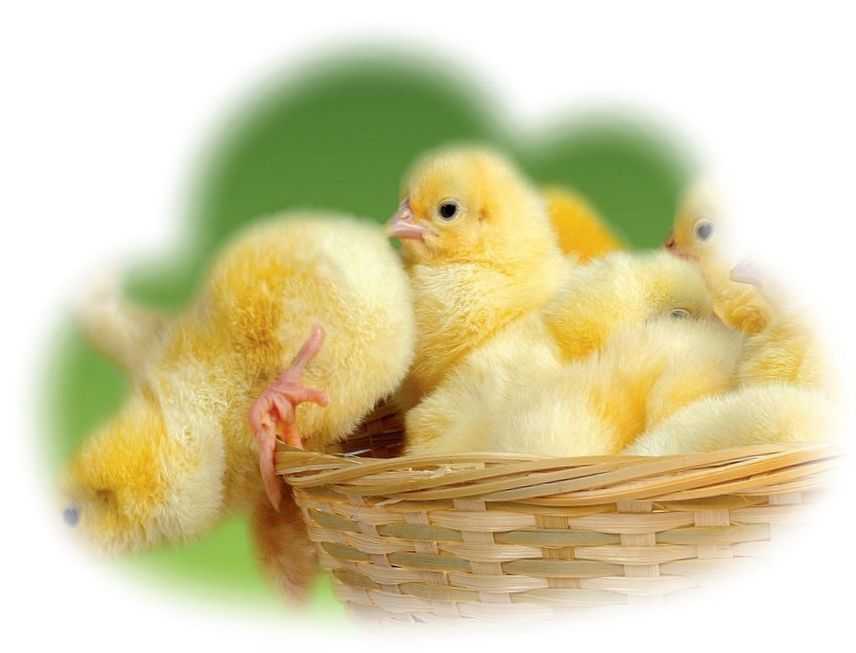 К чему снятся куры: желтая, белая, рыжая курица с цыплятами в курятнике, что значит, если черный петух нападает, клюет