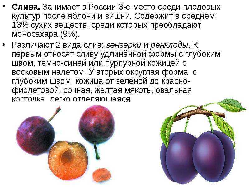 К чему снятся сливы
