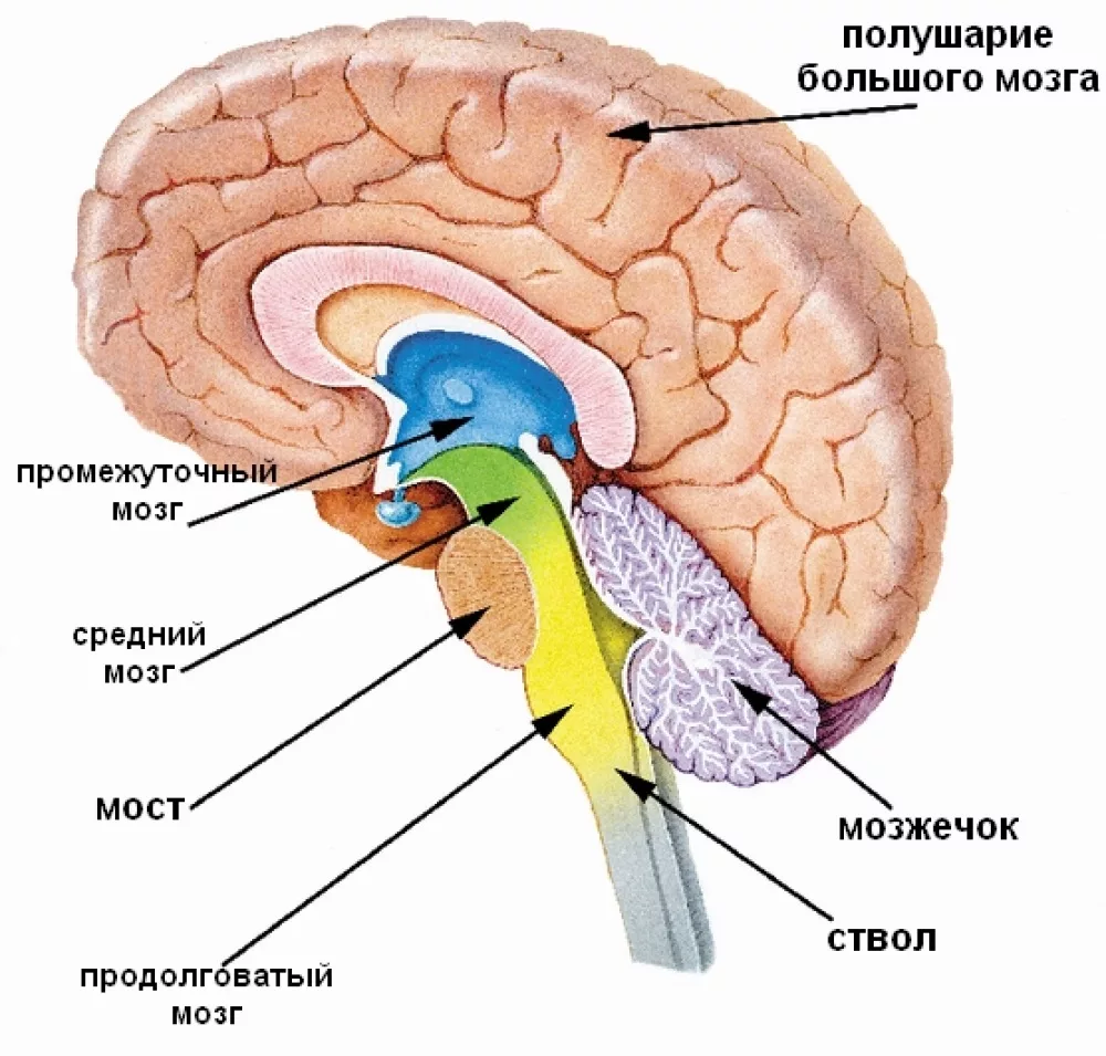 Картинка мозга с обозначениями