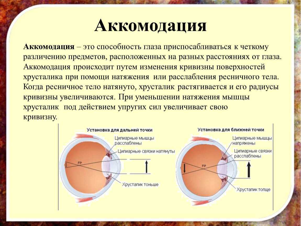Вылечит ли близорукость операция. Механизм спазма аккомодации. Аккомодационный аппарат глазного яблока. Аккомодация хрусталика глаза. Зрительный анализатор аккомодация.