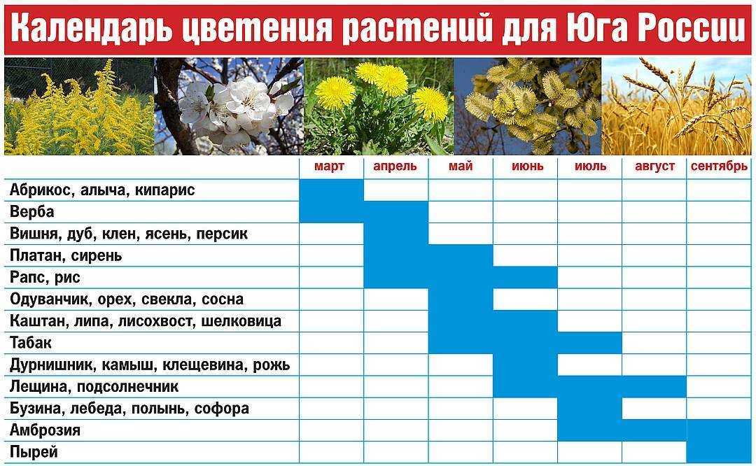 Карта пыльцы для аллергиков ставрополь