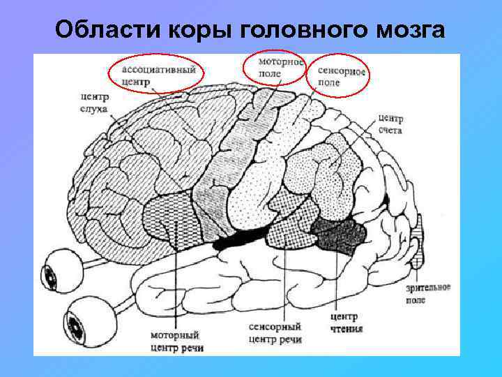 Зоны головного мозга рисунок