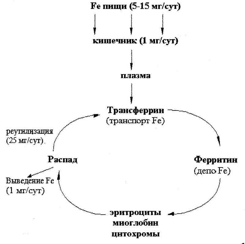 Продукты, содержащие железо в большом количестве: таблица (список)