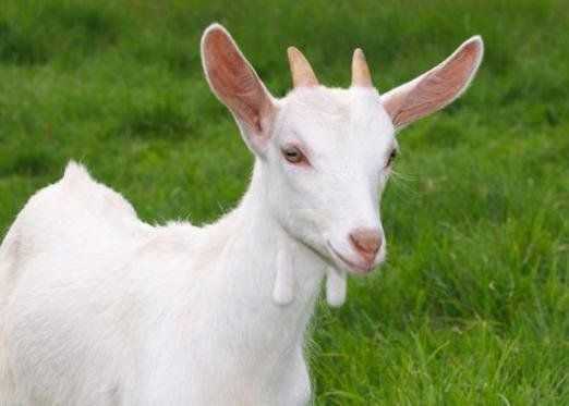 К чему снится коза — 50 значений по сонникам