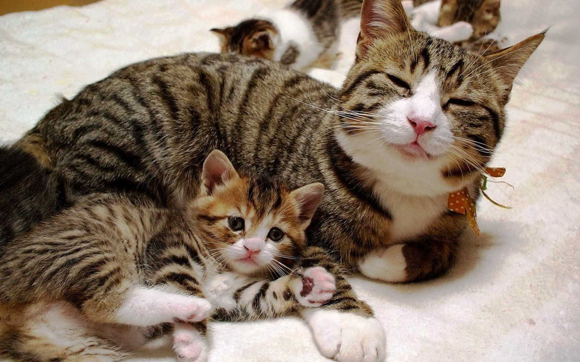 Про маму кошку. Кошка с котятами. Кошка скатитоми. Мама кошка. Котята с мамой.