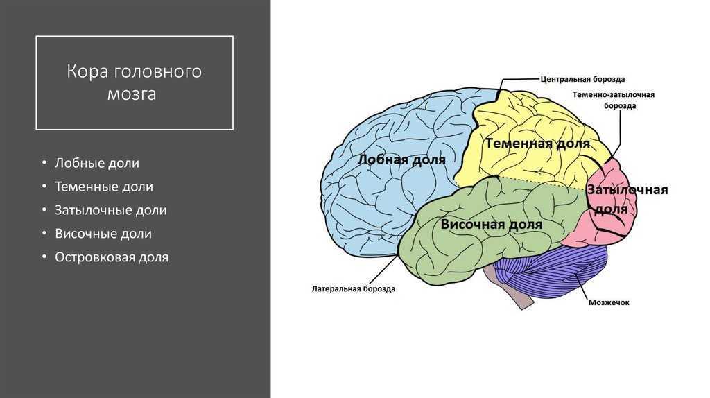 Гипоталамус | научные статьи | университетская клиника