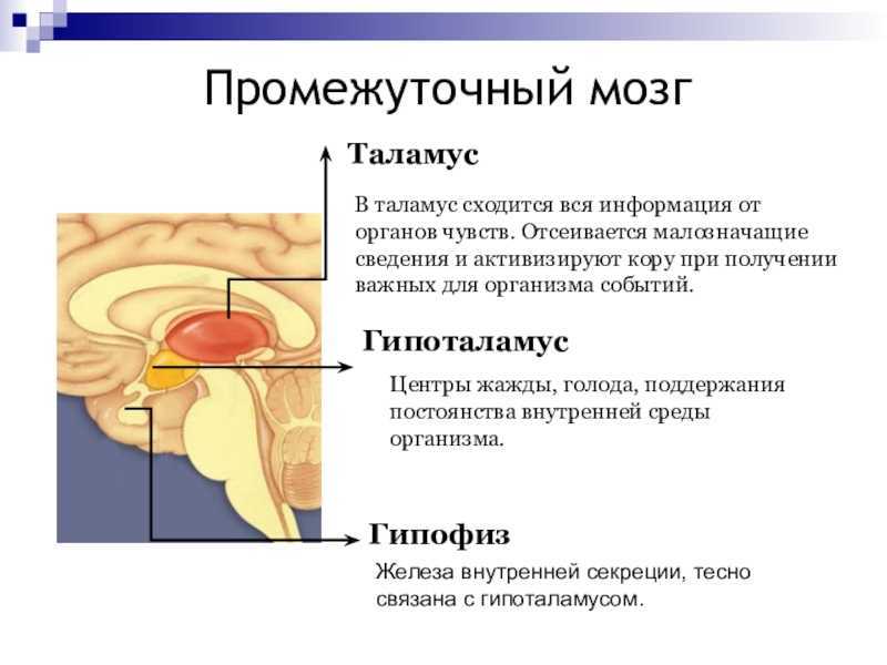 Промежуточный мозг 8 класс биология. Промежуточный мозг строение. Промежуточный мозг структура и функции. Структура и строение промежуточного мозга. Промежуточный мозг анатомия функции.