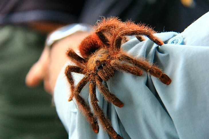 К чему снятся пауки женщинам или мужчинам по сонникам: много маленьких, тарантулы и другие варианты сна
