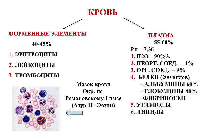 Форменные элементы формы. Схема строения форменных элементов крови. Форменные элементы клетки (тромбоциты. Лейкоциты, эритроциты). Форменные элементы крови кровяные пластинки. Кровь плазма и форменные элементы таблица.