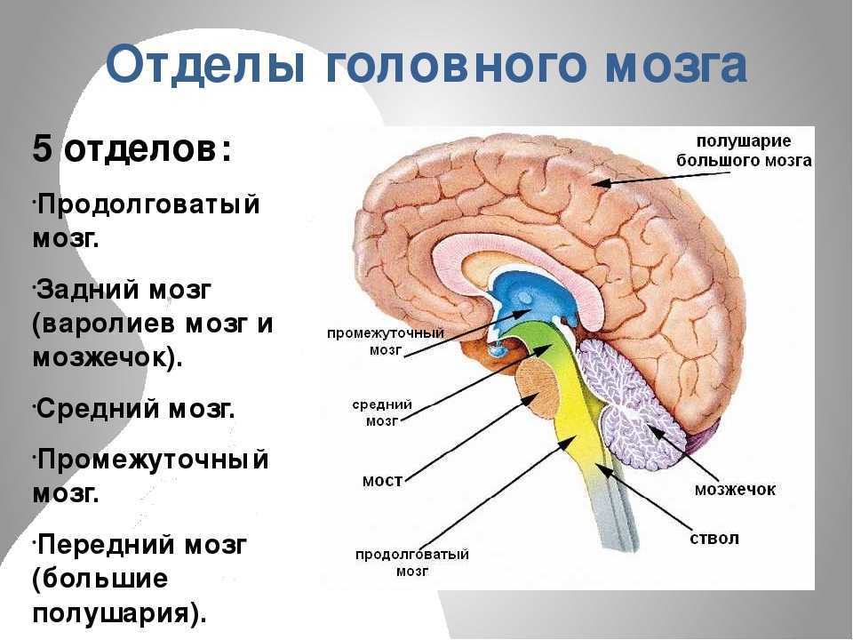 Строение мозга человека фото