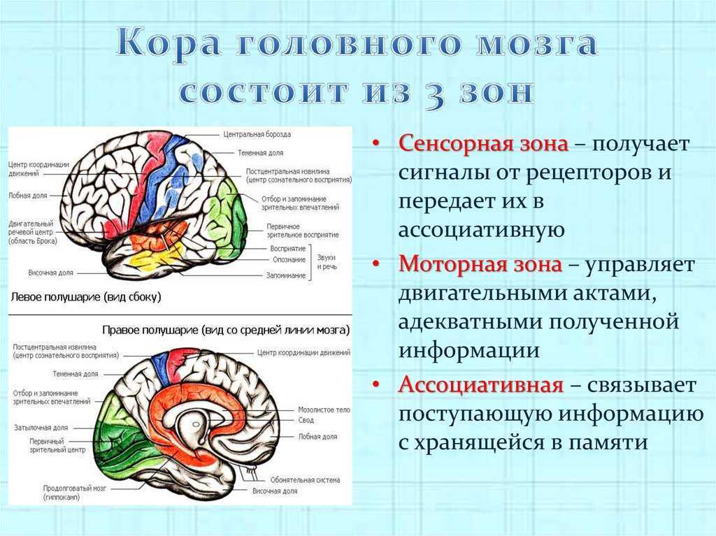 Нарисуйте схему коры больших полушарий и укажите участки составляющие мозговую основу речи