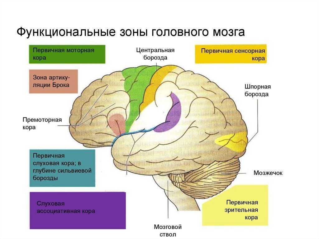 Схема кора больших полушарий