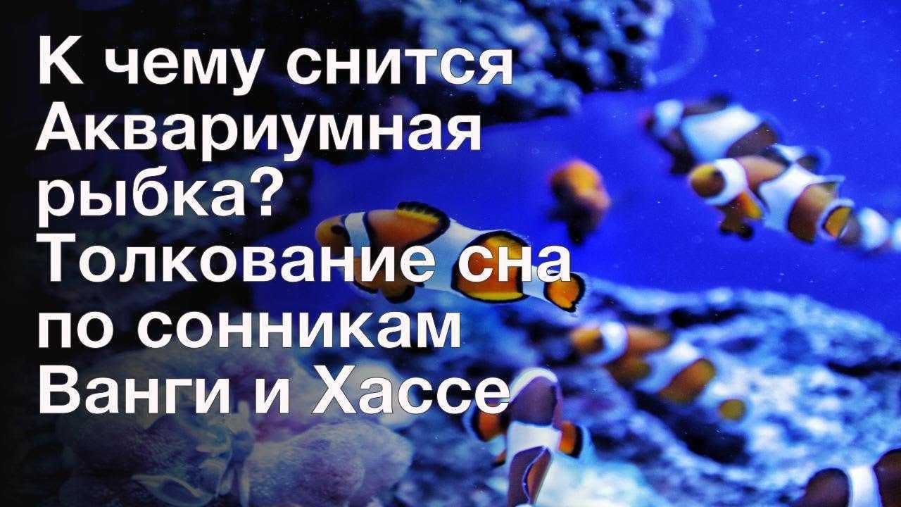 Рыбка сонник. К чему снится рыба Живая в воде. К чему снятся рыбки. Рыба в аквариуме во сне.