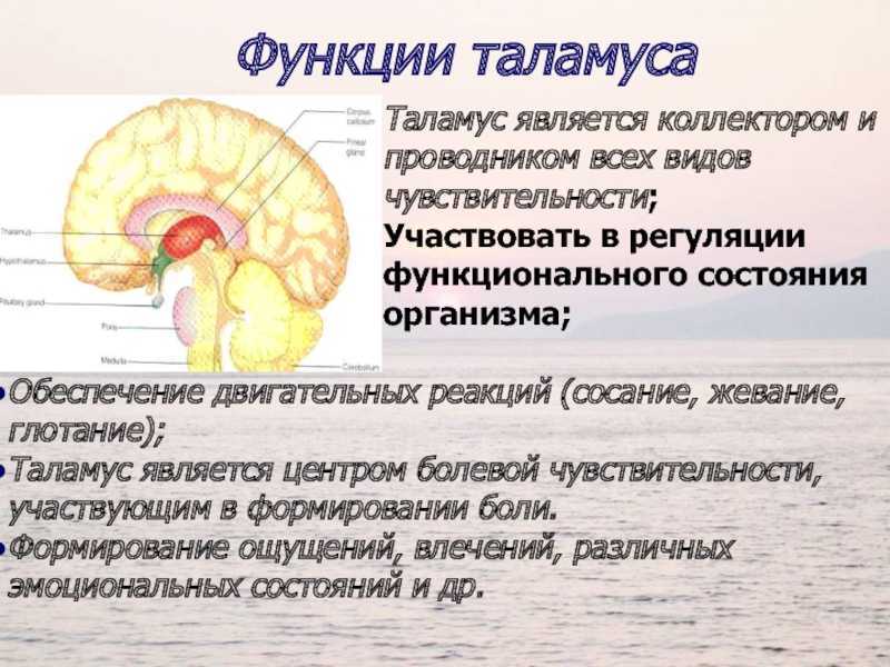 Промежуточный отдел функции. Функции таламуса промежуточного мозга. Структуры отделов и функции промежуточного мозга. Промежуточный мозг таламус гипоталамус функции. Промежуточный мозг таламус функции кратко.