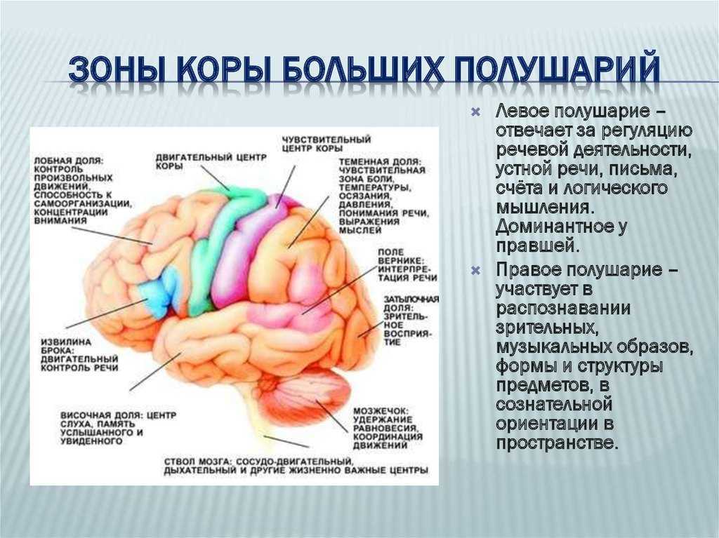 Зоны головного мозга рисунок с подписями