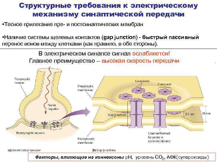 Как синапс влияет на конечный результат работы. Механизм синаптической передачи. Механизмы модуляции синаптической передачи возбуждения. Механизм синаптической передачи и ее регуляция.. Непрямая синаптическая передача.