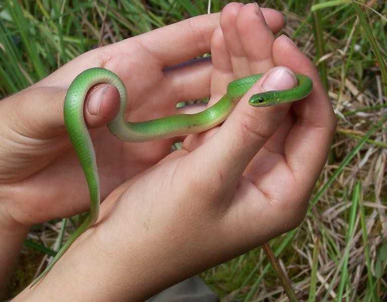 Зеленая змея на Бали. Змеи на Бали. Зеленый полоз травяной уж. Зелёная неядовитая змея. Маленькая змея во сне к чему снится