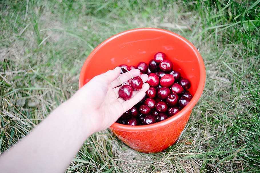 К чему снятся ягоды по соннику: собирать ягоды, красные и чёрные ягоды
