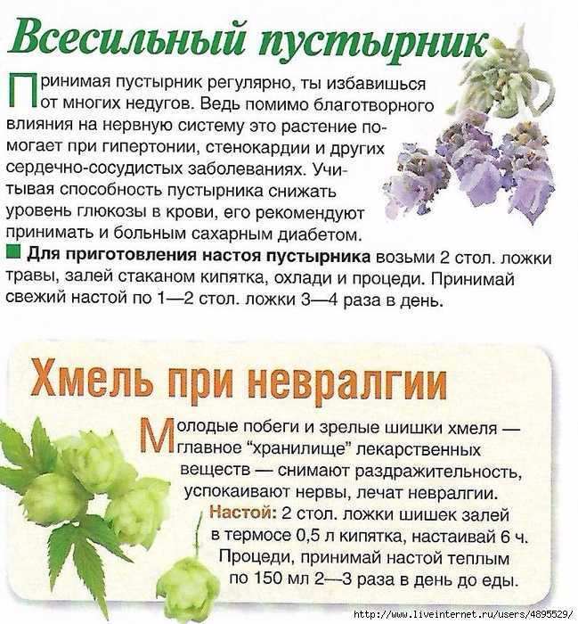 Шишки хмеля для увеличения бюста: принцип действия и пошаговые рецепты