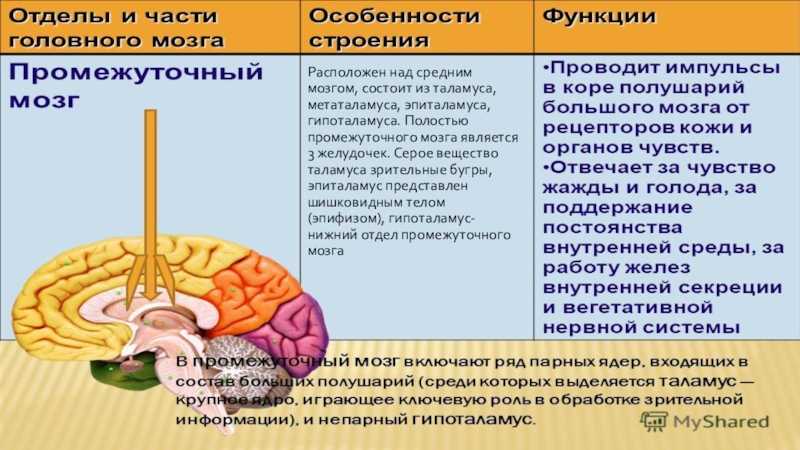 Анатомия таламического  мозга человека – информация: