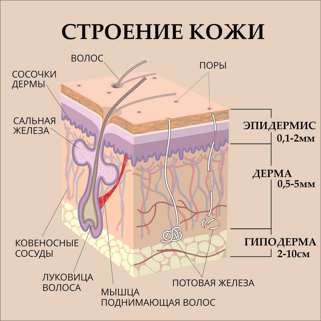 Назовите три слоя кожи и обозначьте их на рисунке