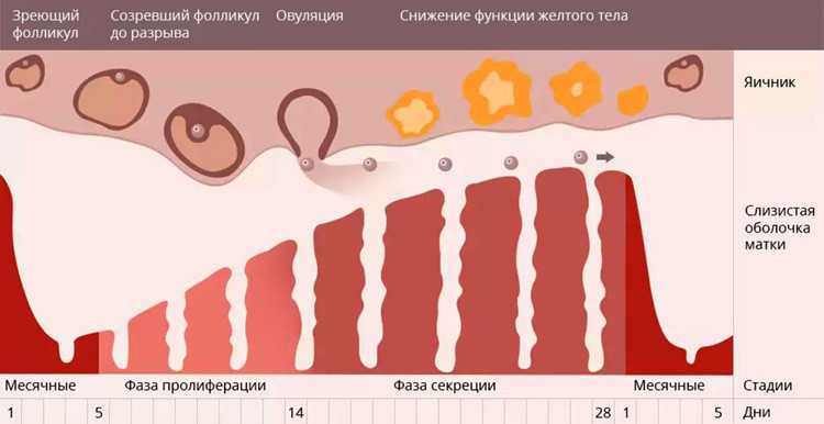 Как глубоко надо проводить введение вагинального тампона?