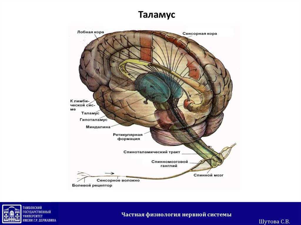 Что такое таламус. Таламус зрительный бугор анатомия. Мозг анатомия таламус. Таламус строение ядра. Зрительные Бугры головного мозга.
