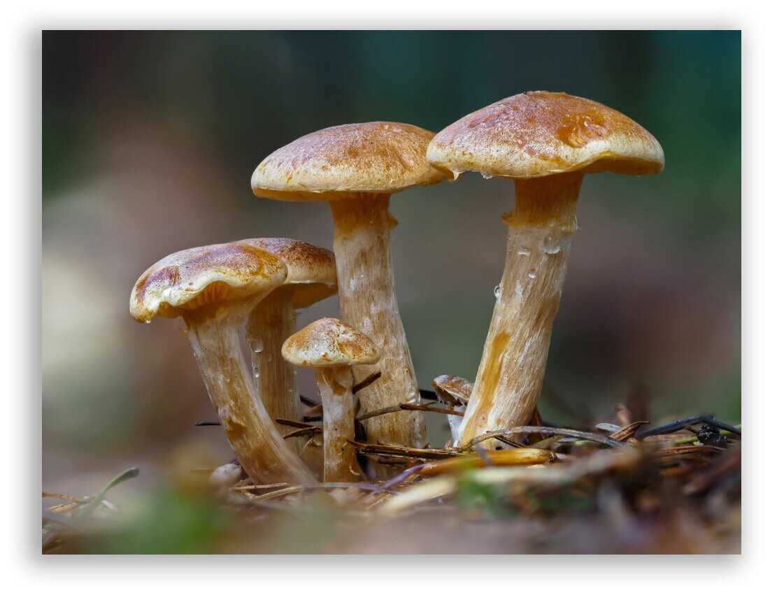 К чему снятся грибы. Грибы фото. Чешуйчатка Ольховая гриб. Постеры с грибами.