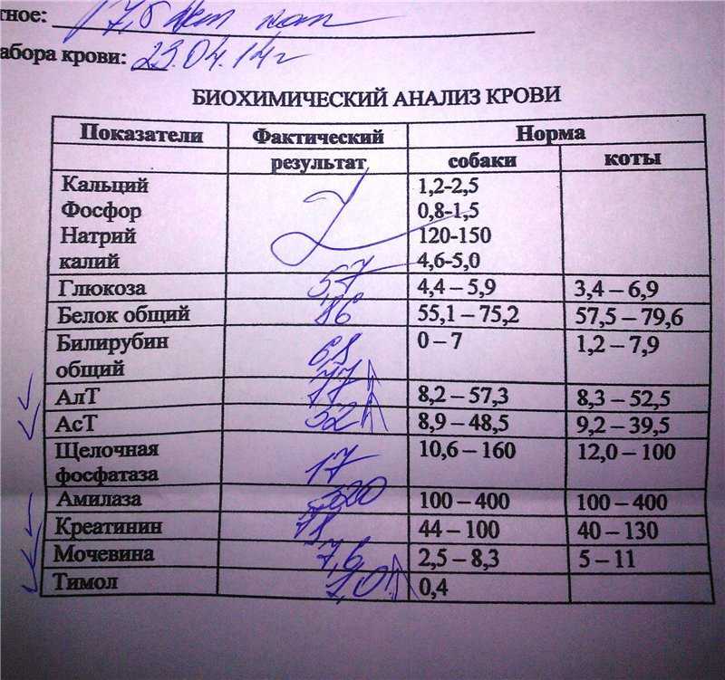Анализ крови на железо (fe)
