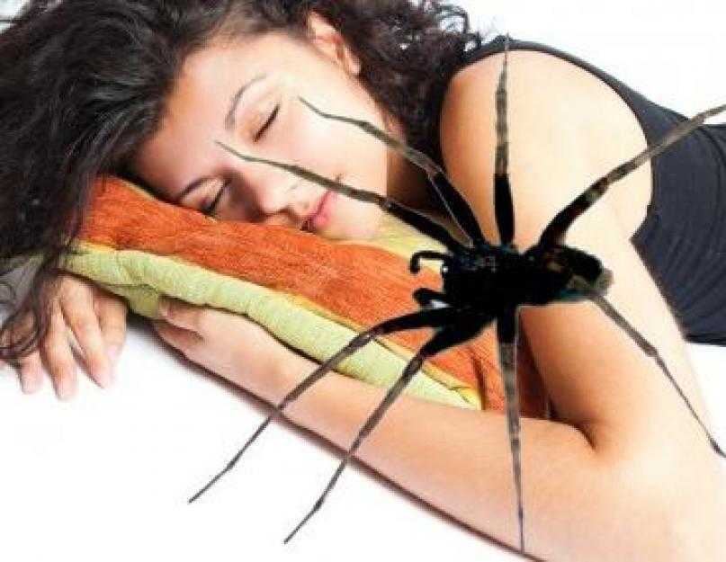 Паук сонник для женщины. К чему снятся пауки во сне.