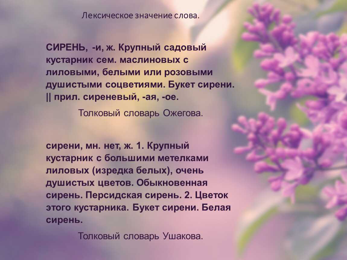 Сонник сирень цветущая. Одинокая ветка сирени слова текст. Одинокая ветка сирени текст песни. Слово сирень. Сирень текст.