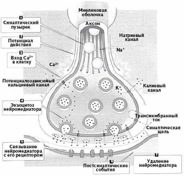 Химический синапс | психосома