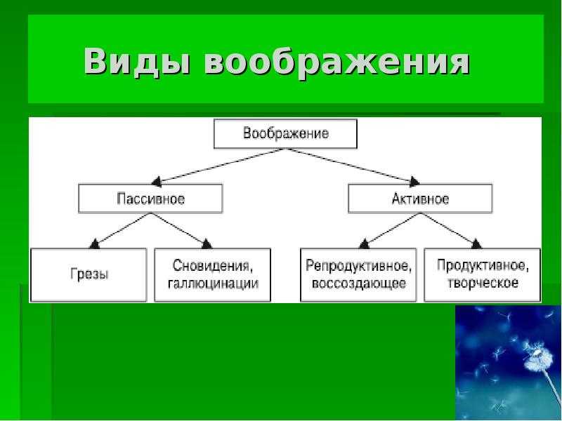 Виды воображения в психологии: какие функции выполняет, что такое, свойства