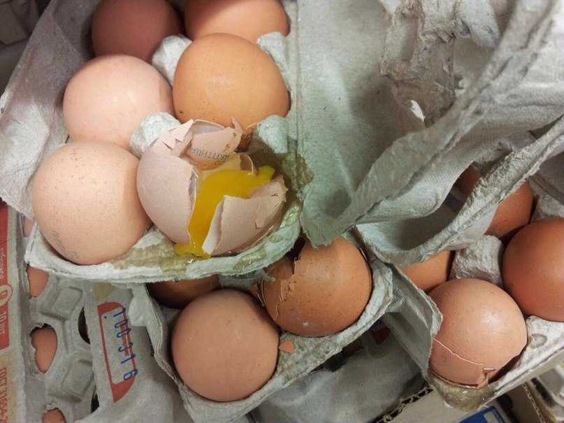К чему снятся куры и яйца: беременной, белая, черная, рыжая наседка, золотые, грязные, мелкие яйца, лупятся цыплята