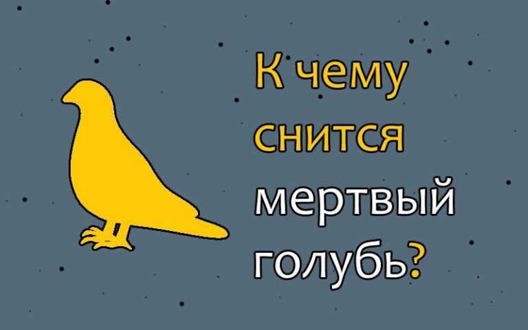 К чему снится голубь - значение сна голубь по соннику