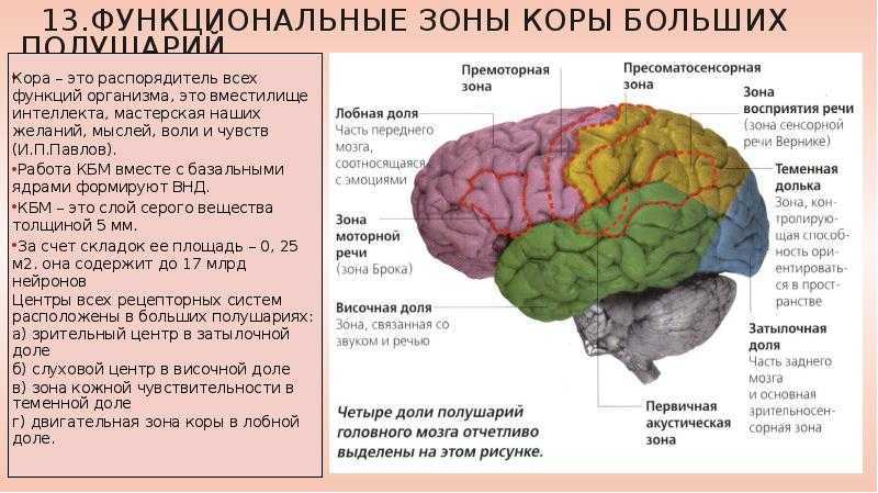 Сравните строение больших полушарий головного мозга
