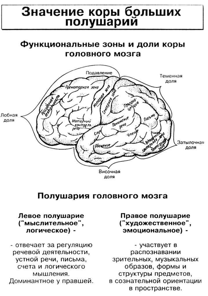 Кора головного мозга схема