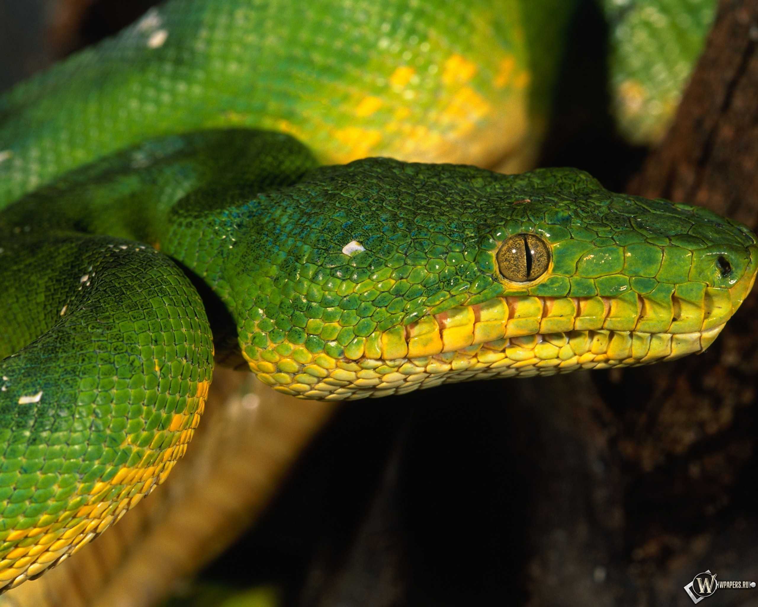 К чему снится зеленая змея 🐍 во сне, сонник и толкование