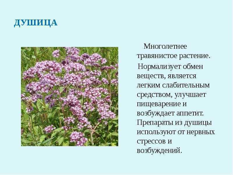 Полезные свойства душицы и противопоказания для женщин