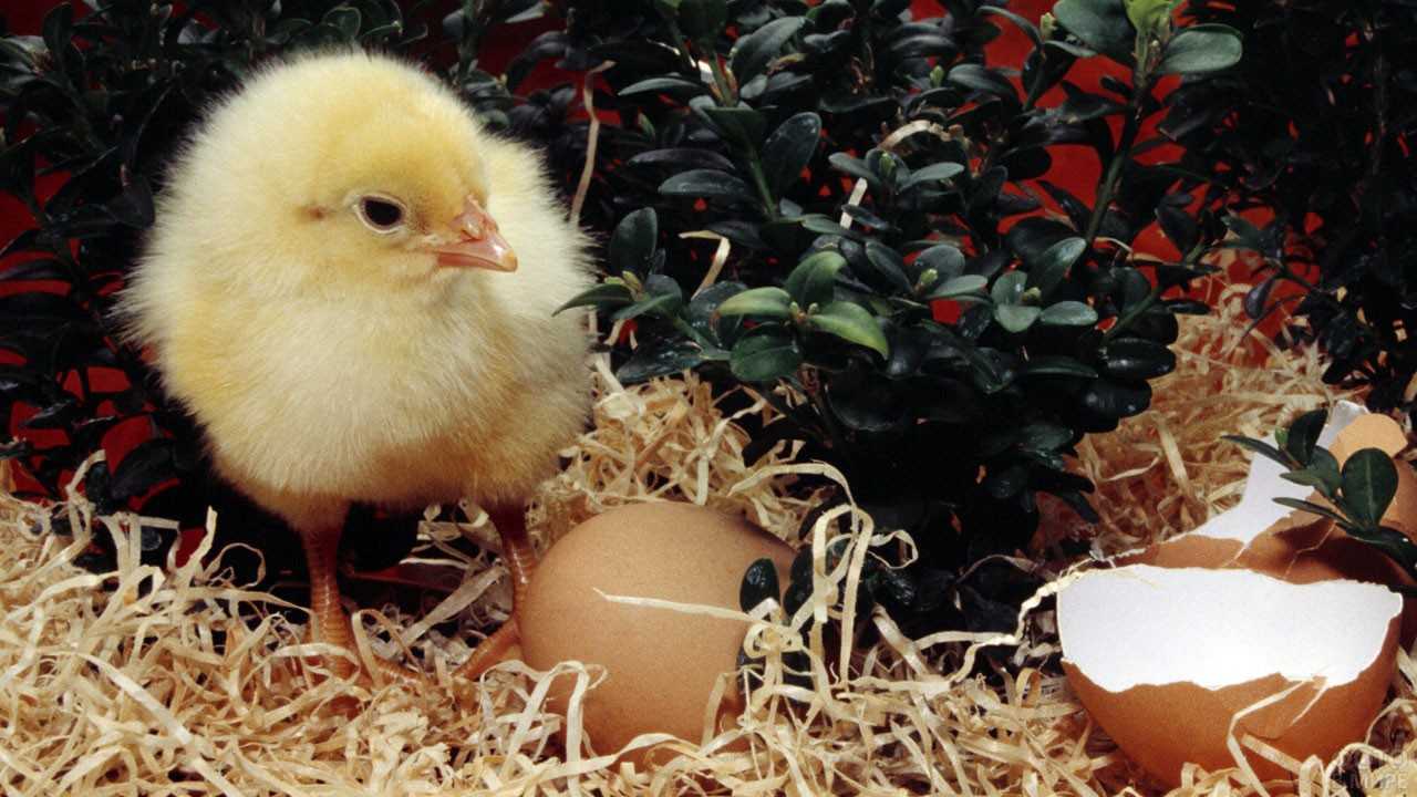Цыплята – маленькие и подросшие, живые и мертвые. к чему они снятся и что предвещают?