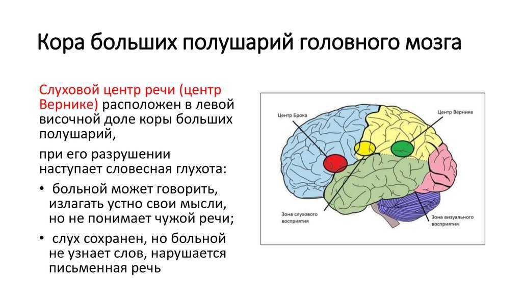 Функции коры больших полушарий презентация