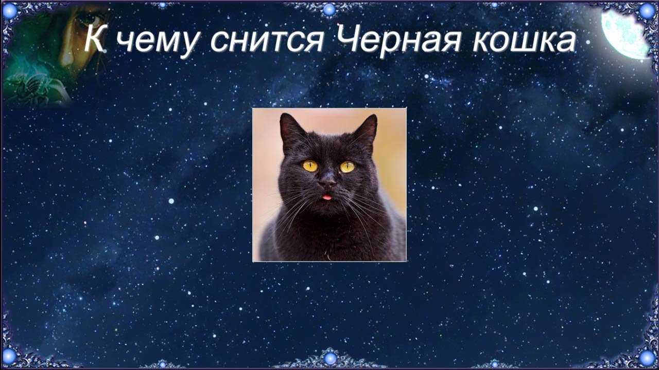 Приснился черный кот