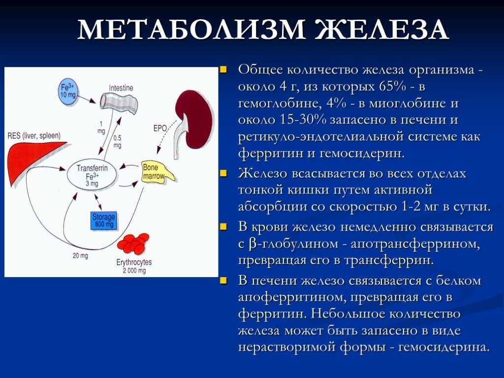 Обмен железа в печени. Нормальный обмен железа в организме. Обмен железа в организме биохимия. Метаболизм железа.