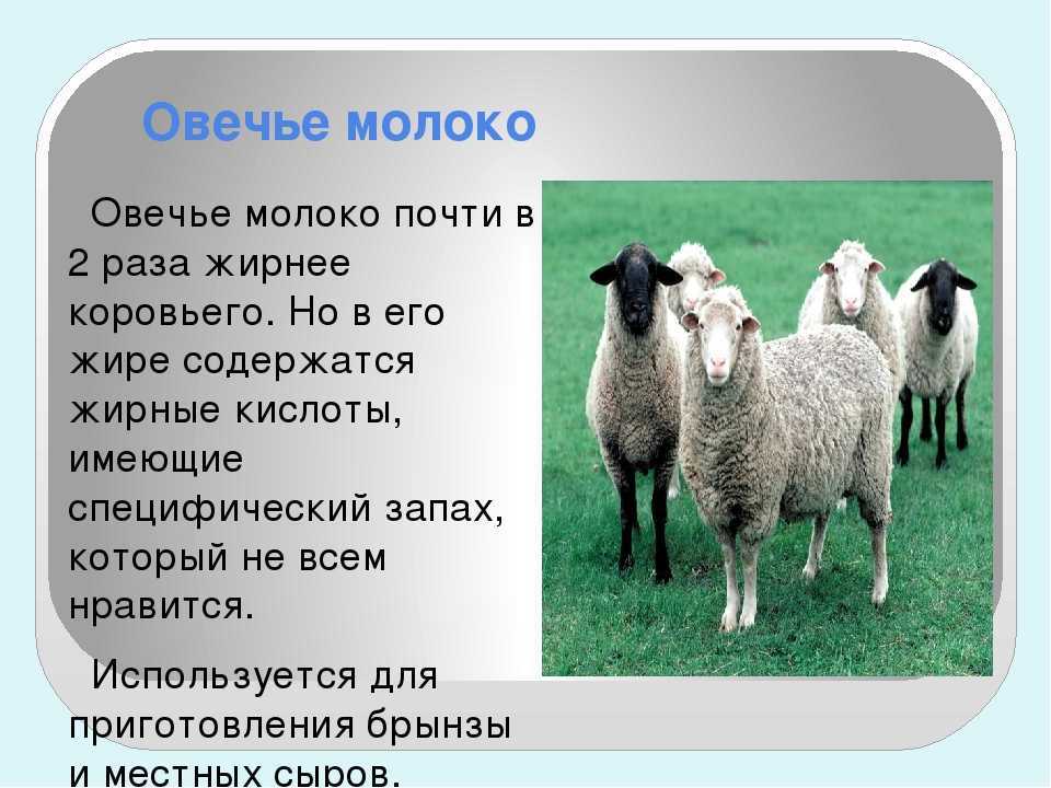 У кого самое жирное молоко. Овечье молоко. Молоко овцы. Овечка и молоко. Овечьего молоко презентация.