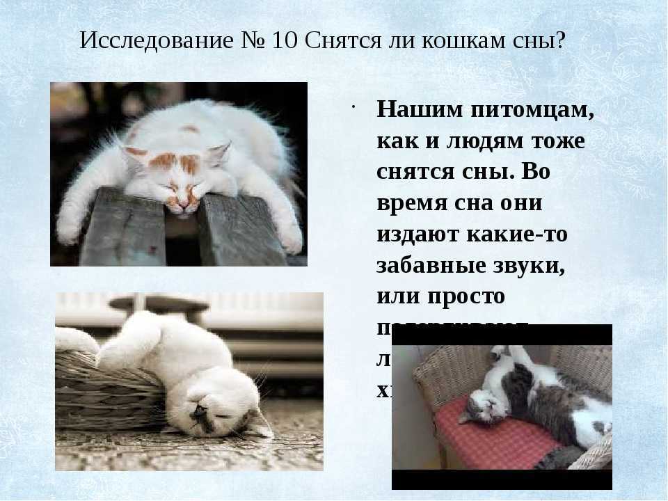 К чему снятся котята во сне женщине, мужчине
