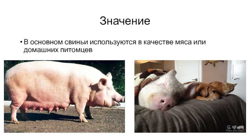 В чем заключается хозяйственное значение свиней. Свинья приснилась к чему большая. К чему снится свинья женщине.