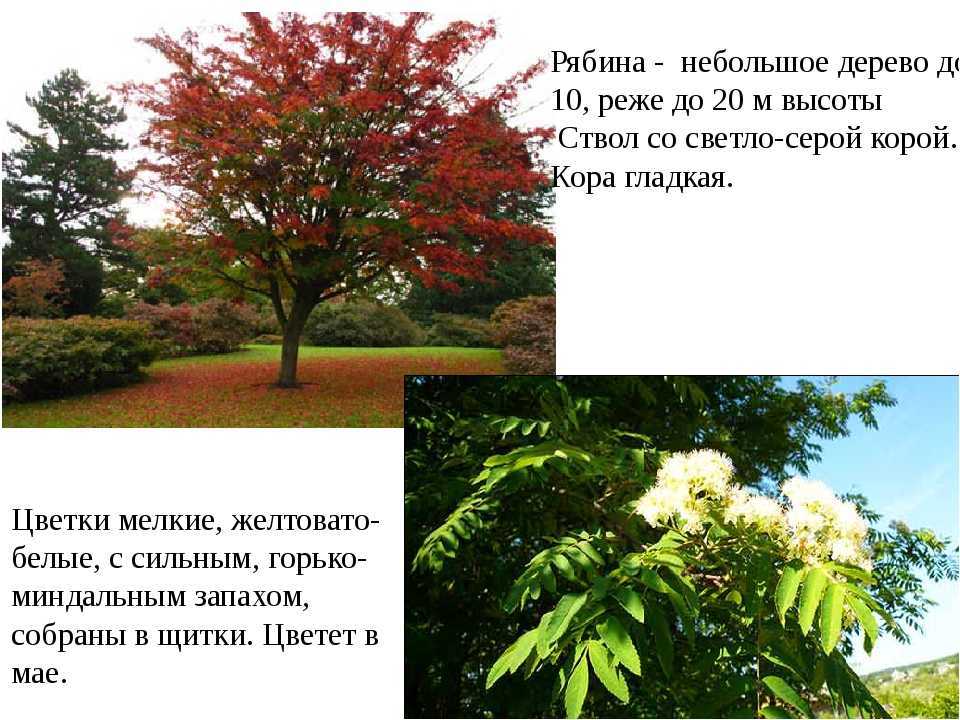 Сонник приснилась рябина во сне к чему снится рябина