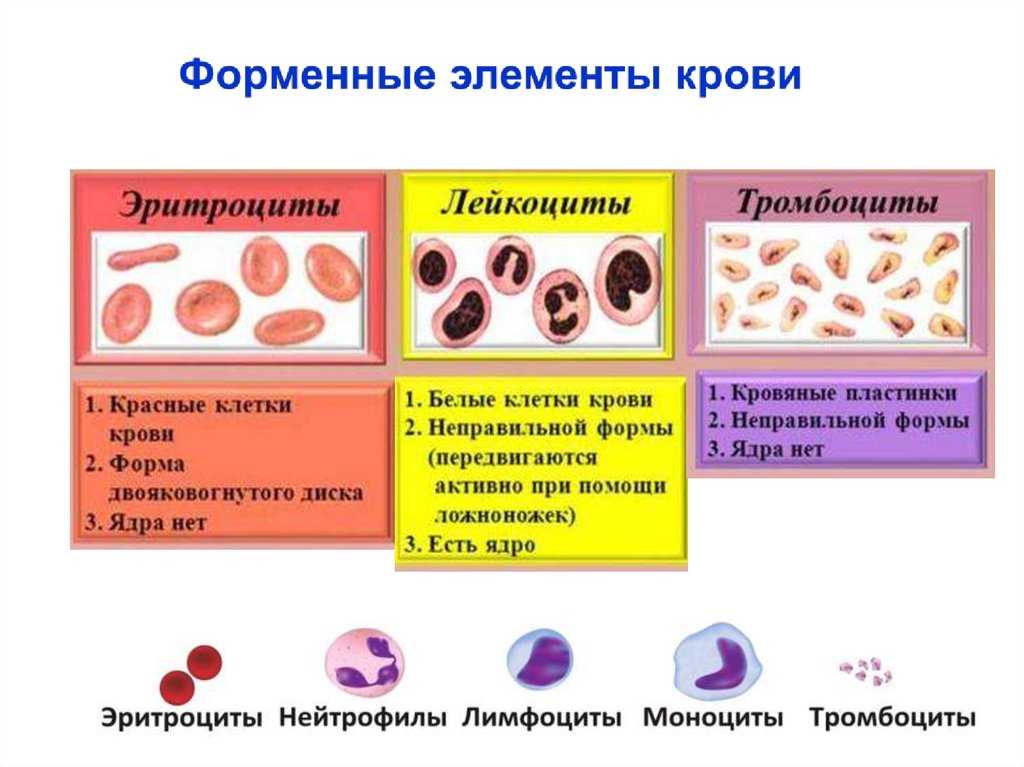 Повышенные тромбоциты эритроциты лейкоциты
